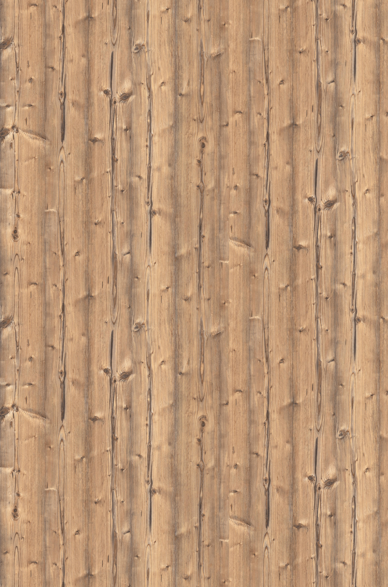 пихта сереб